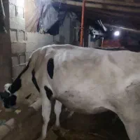 حیواناتمزرعهگاو|حیوانات مزرعه|گوراب زرمیخ, |دیوار