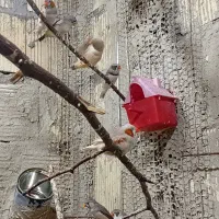 فنچ|پرنده|قشم, |دیوار