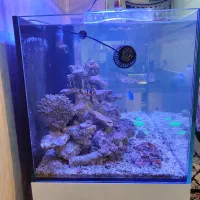 آکواریوم ابشور|ماهی|تهران, امین حضور|دیوار