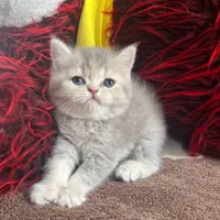 مجموعه گربه های اصیل (بریتیش / پرشین / اسکاتیش)|گربه|اصفهان, جلفا|دیوار