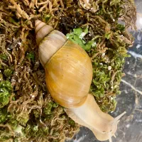 حلزون ۸ ماهه|خزنده|تهران, یوسف‌آباد|دیوار