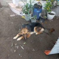 واگذاری این پسر ودختر نازو شیطون|سگ|آستانه اشرفیه, |دیوار