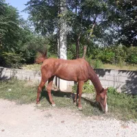 مادیان نژاد عرب|اسب و تجهیزات اسب‌سواری|دالخانی, |دیوار