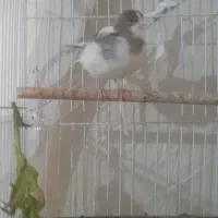 قناری کفتر|پرنده|مشهد, ایثار|دیوار