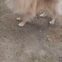 سگ پامر