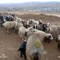 48راس میش داشتی بره دار و آبستن به فروش میرسد