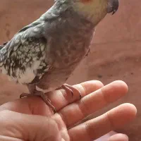 عروس هلندی ماده