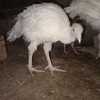 بوقلمون گوشتی بیوتی|حیوانات مزرعه|مشهد, کشاورز|دیوار