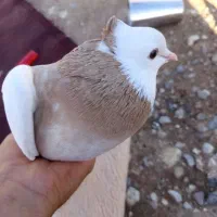 کفتر|پرنده|لالی, |دیوار