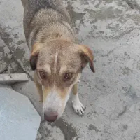 سگ دورگه هاسگی ماده 18ماهه|سگ|خرم‌آباد, |دیوار