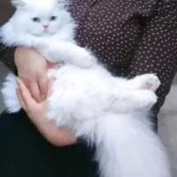 گربه خانگی نژاد پرشین سفید