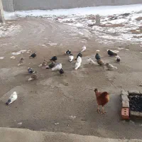 کبوتر لونه و پرشی ۲۵عدد