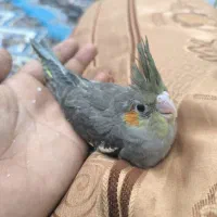 فروخته شد|پرنده|سوسنگرد, |دیوار