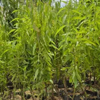 نهال بادام اصلاح‌شده تحویل مستقیم از نهالستان|خدمات باغبانی و درختکاری|رودشت (چهارمحال و بختیاری), |دیوار