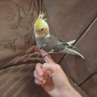 پرنده عروس هلندی