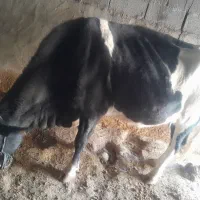 گاو‌سیمتال پنج ماه ابستن شکم چهارم|حیوانات مزرعه|باغ ملک, |دیوار