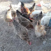 مرغ|حیوانات مزرعه|سمنان, |دیوار