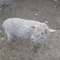 بره نر برای قوچ
