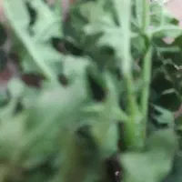 چوچاق