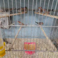 فنج نروماده