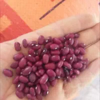 فروش لوبیاقرمز