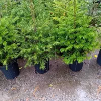 فروشنده گلفروشی