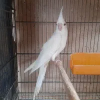 ۴عدد جوجه عروس هلندی دونخور دستی|پرنده|خمینی‌شهر, |دیوار