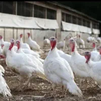 بوقلمون گوشتی بیوتی ۶
