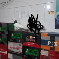 نر تهرانی|پرنده|بروجرد, |دیوار