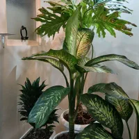 گلهای اپارتمانی سالم به قیمت مناسب|گل و گیاه طبیعی|تهران, دهقان|دیوار