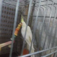 عروس هلندی لوتینو و سینامون