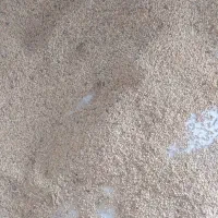 ارزن  سفید و درشت