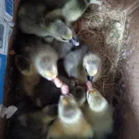 فروش جوجه غاز و جوجه مرغ