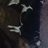 یک عدد گوساله نر ۲۰۰ کیلو و یک عدد گوساله ماده|حیوانات مزرعه|رشتخوار, |دیوار