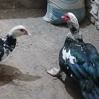 مرغابی مسکویی بالغ|حیوانات مزرعه|سبزوار, کراب|دیوار