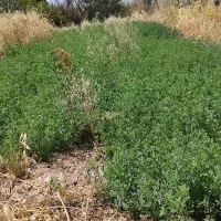 یونجه|کالسکه و لوازم جانبی|جیرفت, |دیوار