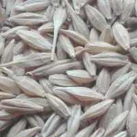 خریدار جو دیم