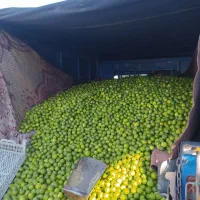لیمو ترش بار تازه