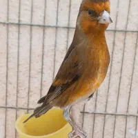 سهره قناری سرخ