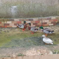 نمایی وپروازی اصیل