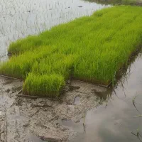 توم نشا هاشمی