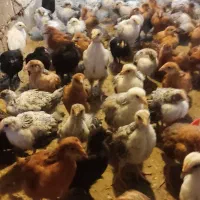 جوجه۴۵روزه