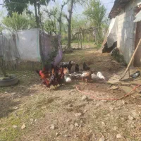 مرغ و اردک|حیوانات مزرعه|لاهیجان, آهندان|دیوار