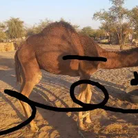 انواع شتر نقد|حیوانات مزرعه|بندرعباس, |دیوار