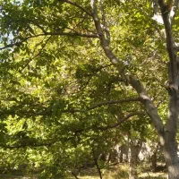 باغ دراسکو انشعاب دار|فروش خانه و ویلا|اسکو, |دیوار