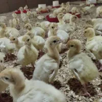 نیروی کار آقا جهت کار در فارم بوقلمون مادر