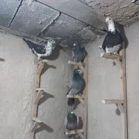 ده تا کفتر پلاکی دونه دونه