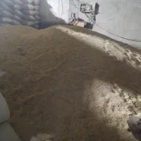 گندم وجوبذری