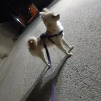 حیوان خانگی