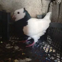 طوقی|پرنده|سپیدار, |دیوار